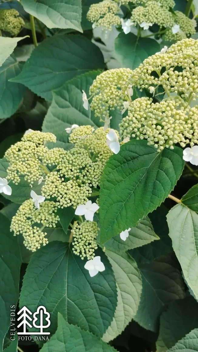 Hydrangea arborescens   'White Dome' = 'Dordom'